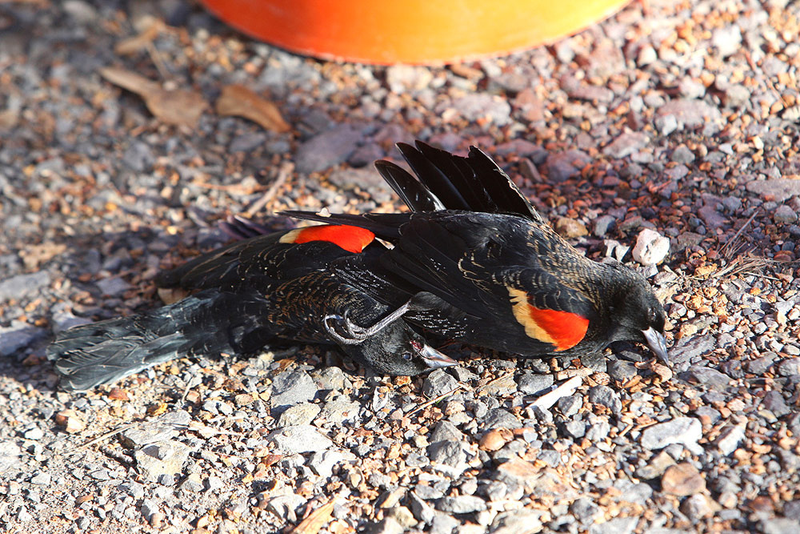 Illustration for article titled Why are thousands of dead birds suddenly falling from the sky?